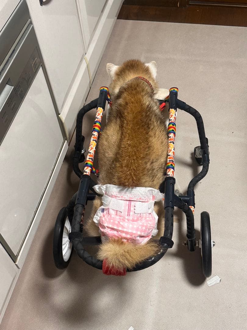 犬用車椅子、柴犬用4輪車、犬の車椅子