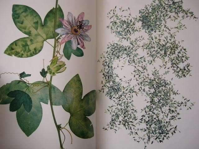 Nick Knight　Flora