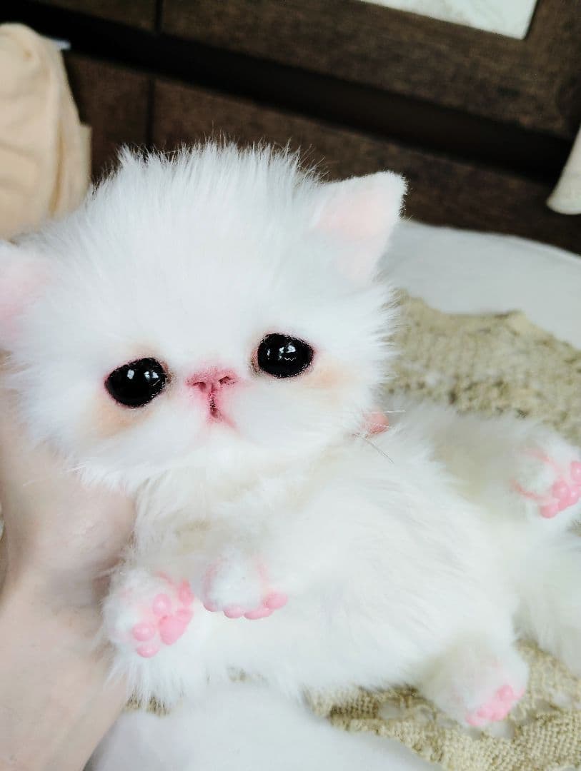 エキゾチックショートヘア♡子猫♡モモちゃん♡アートドール♡ぬいぐるみ♡