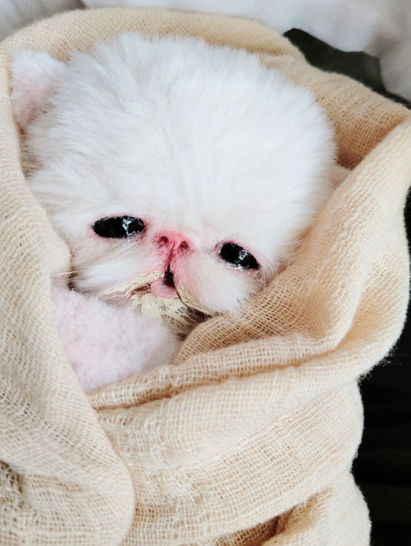 ママ〜ミルクちょうだい♡生後10日♡エキゾ子猫ちゃん♡アートドール♡ぬいぐるみ♡
