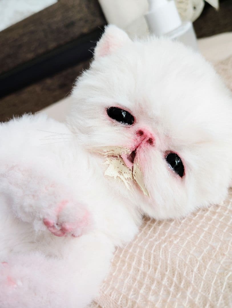 ママ〜ミルクちょうだい♡生後10日♡エキゾ子猫ちゃん♡アートドール♡ぬいぐるみ♡