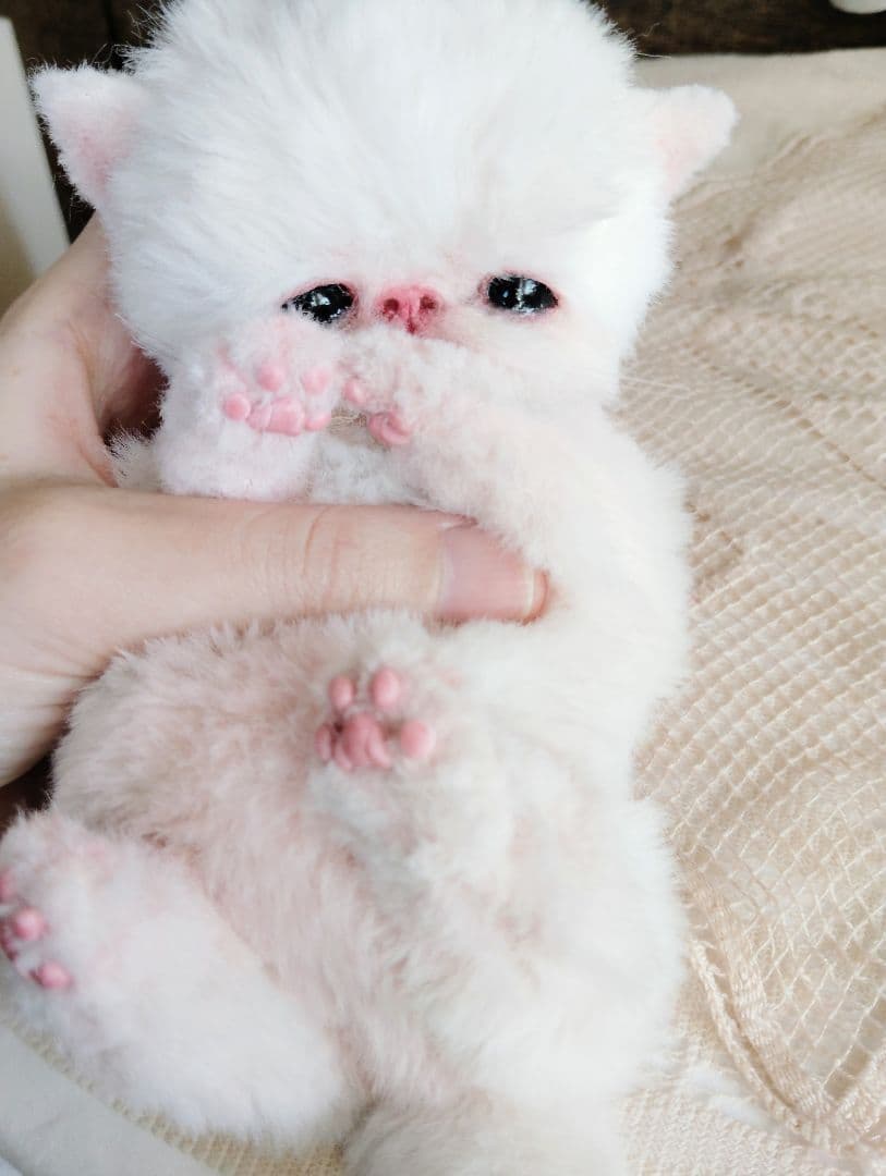 ママ〜ミルクちょうだい♡生後10日♡エキゾ子猫ちゃん♡アートドール♡ぬいぐるみ♡