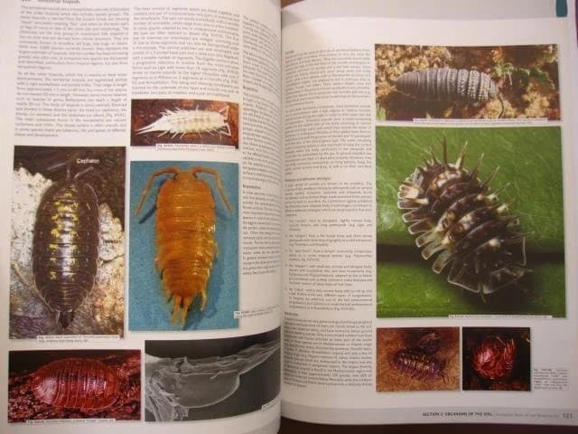 洋書 European Atlas of Soil Biodiversity
