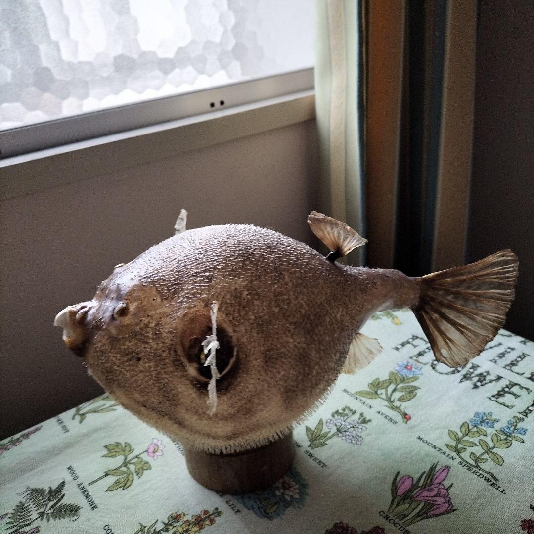 剥製魚 約20cm インテリア装飾ふぐ　ちょうちん