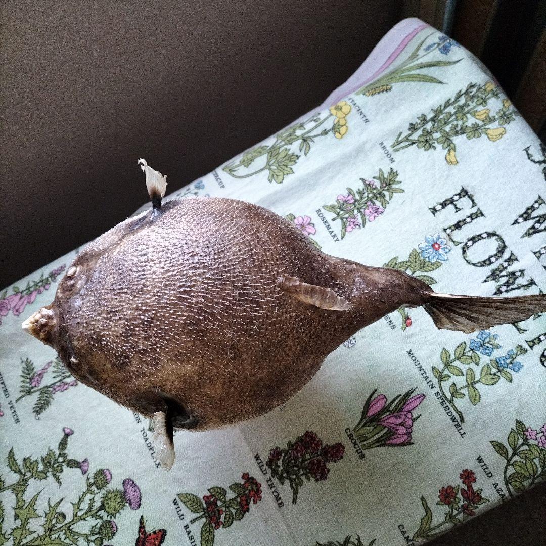 剥製魚 約20cm インテリア装飾ふぐ　ちょうちん