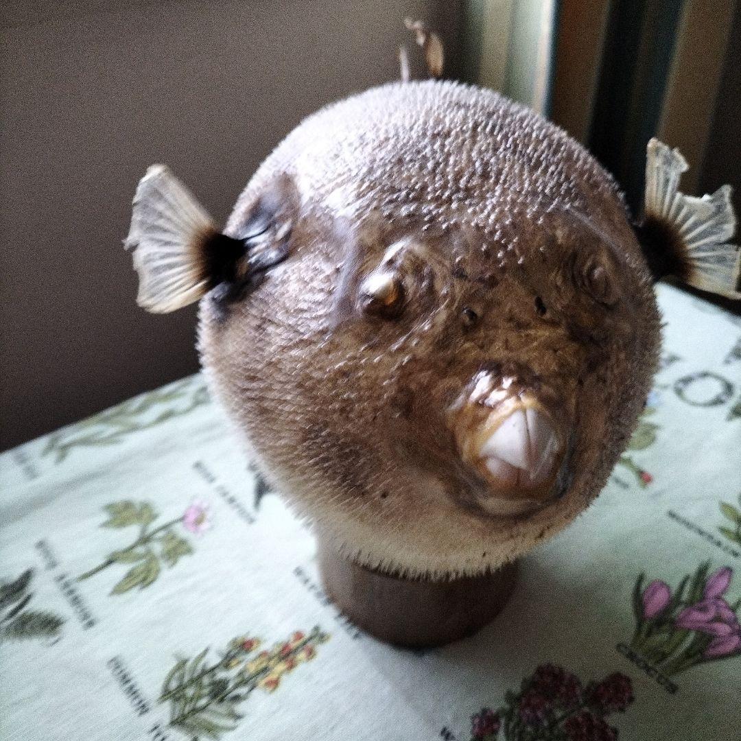 剥製魚 約20cm インテリア装飾ふぐ　ちょうちん