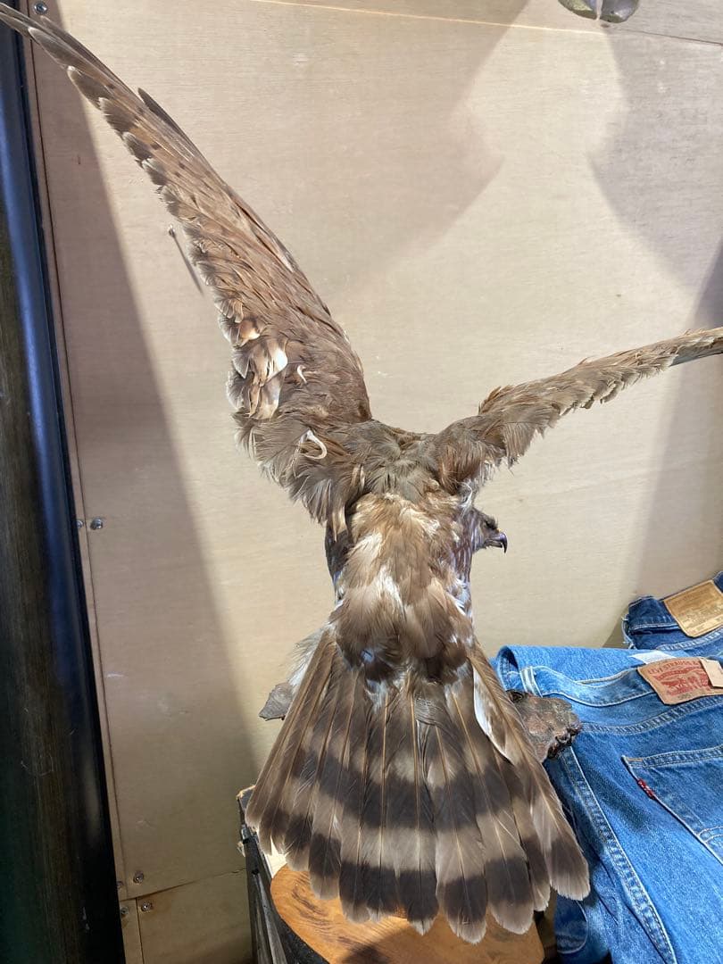 サシバの剥製