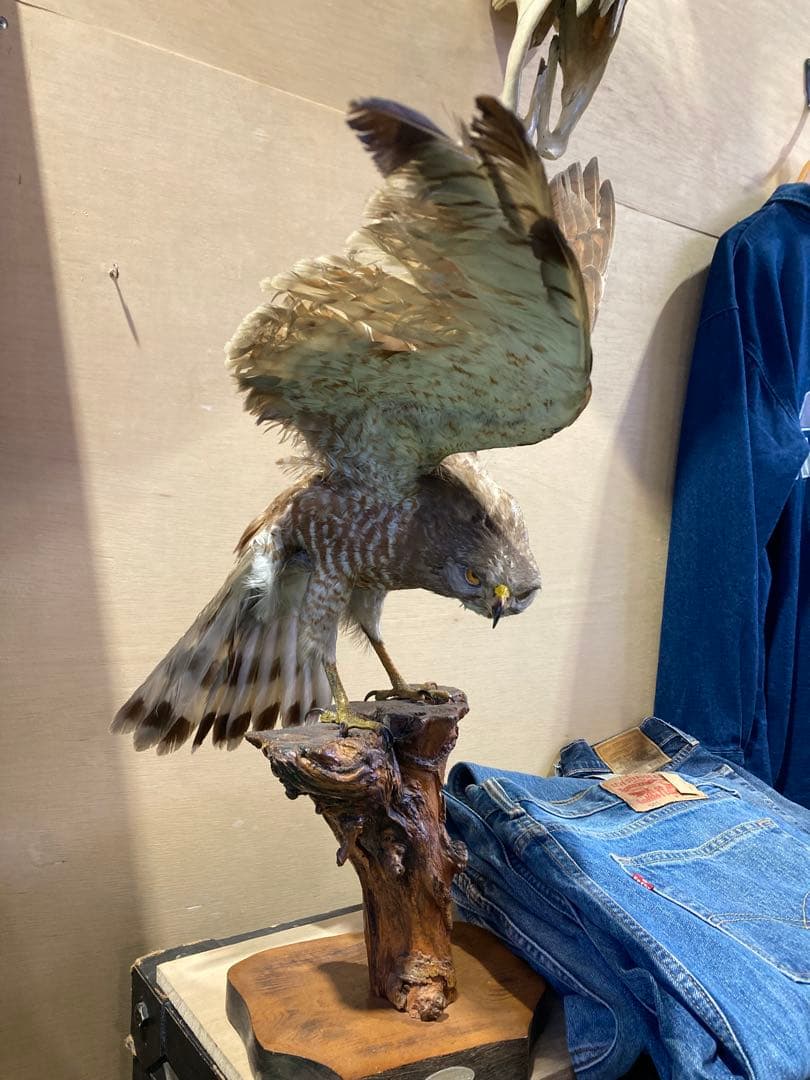 サシバの剥製