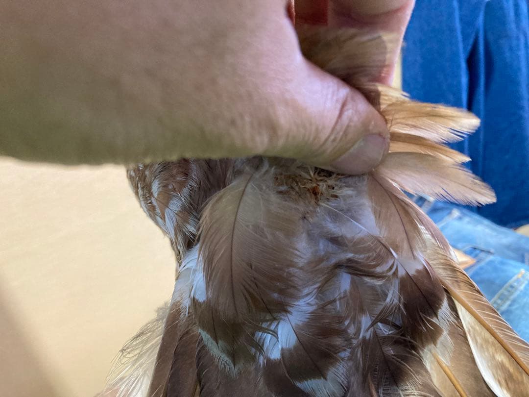 サシバの剥製