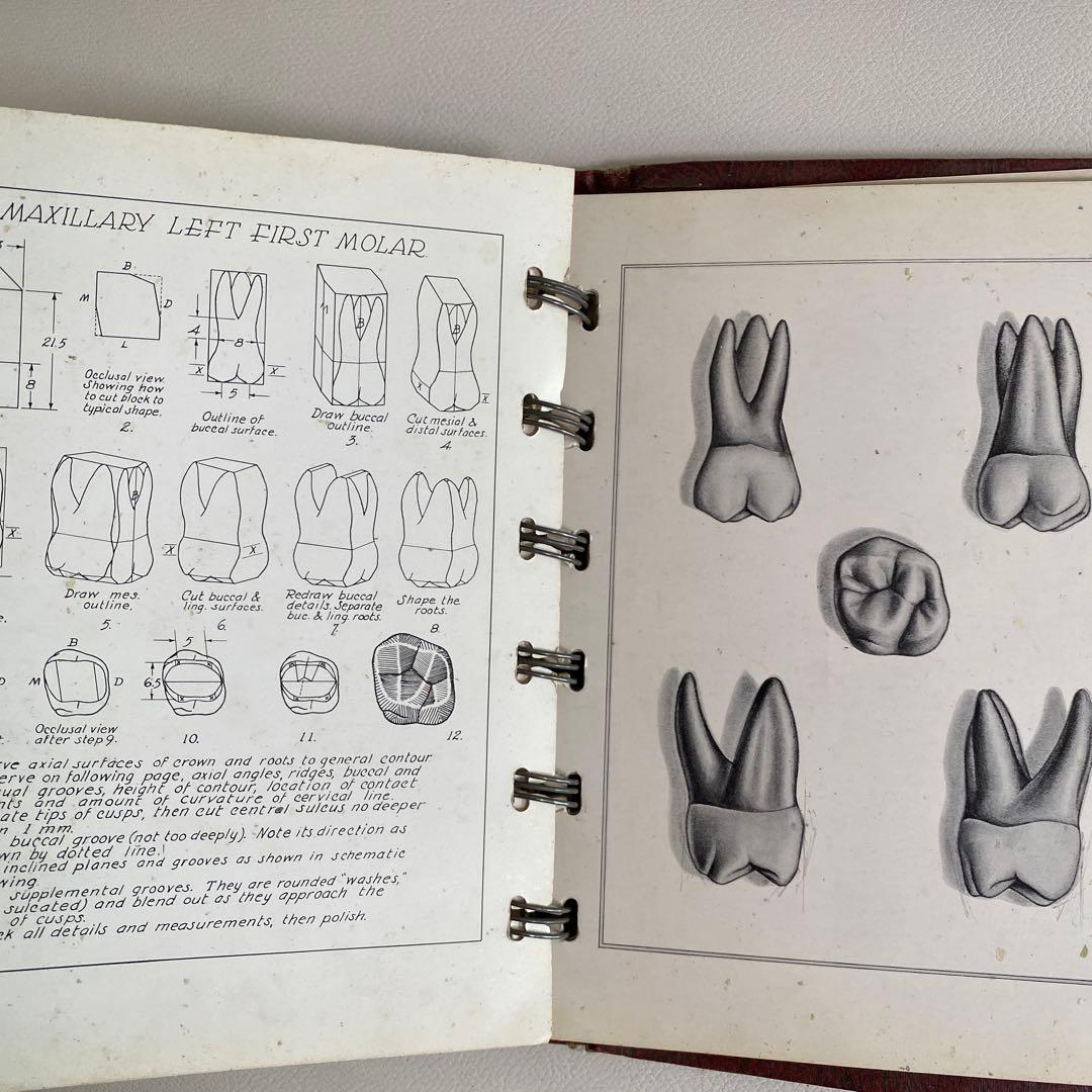 1948-49年 米国歯科 カービング教材 完品
