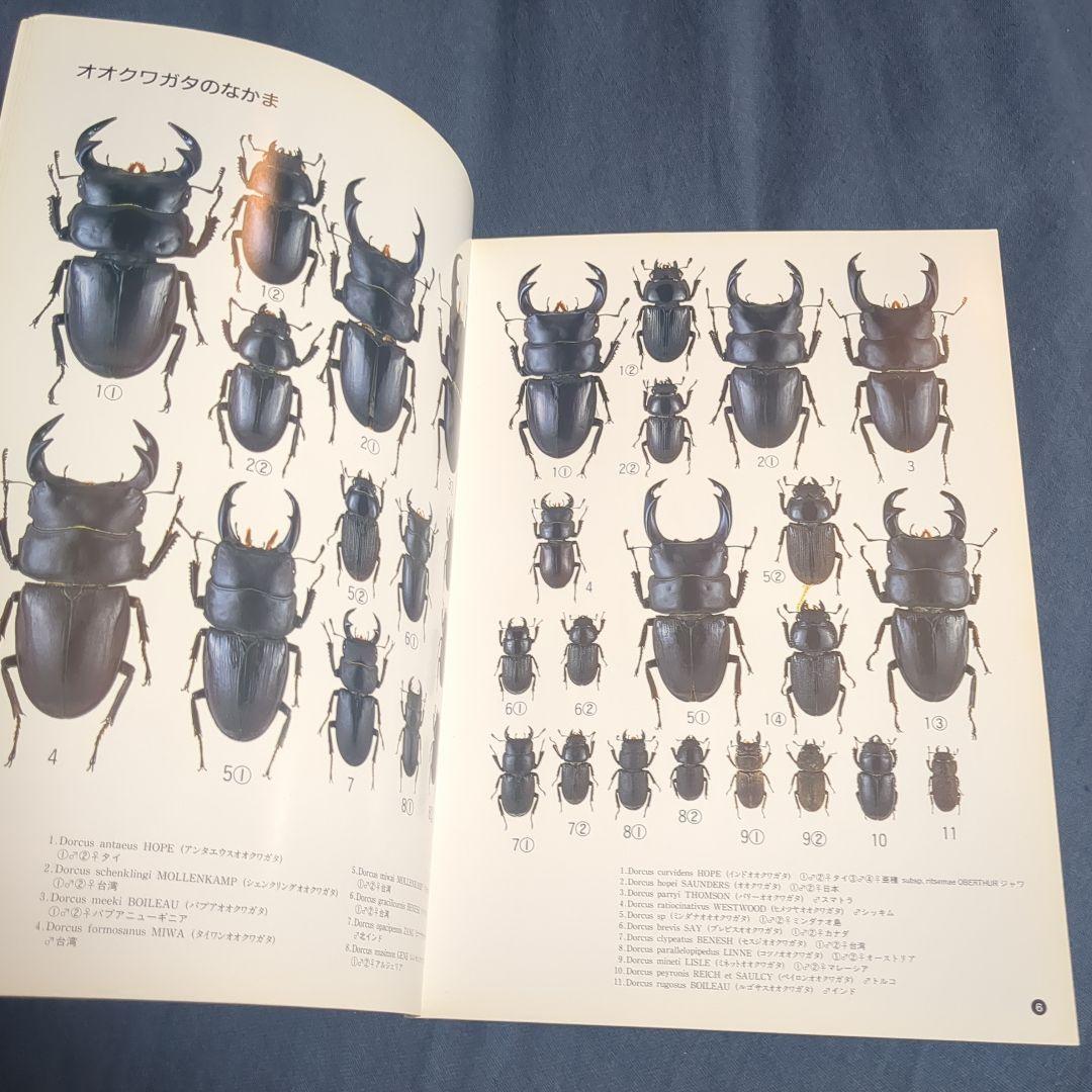世界のクワガタムシ 池田時夫著