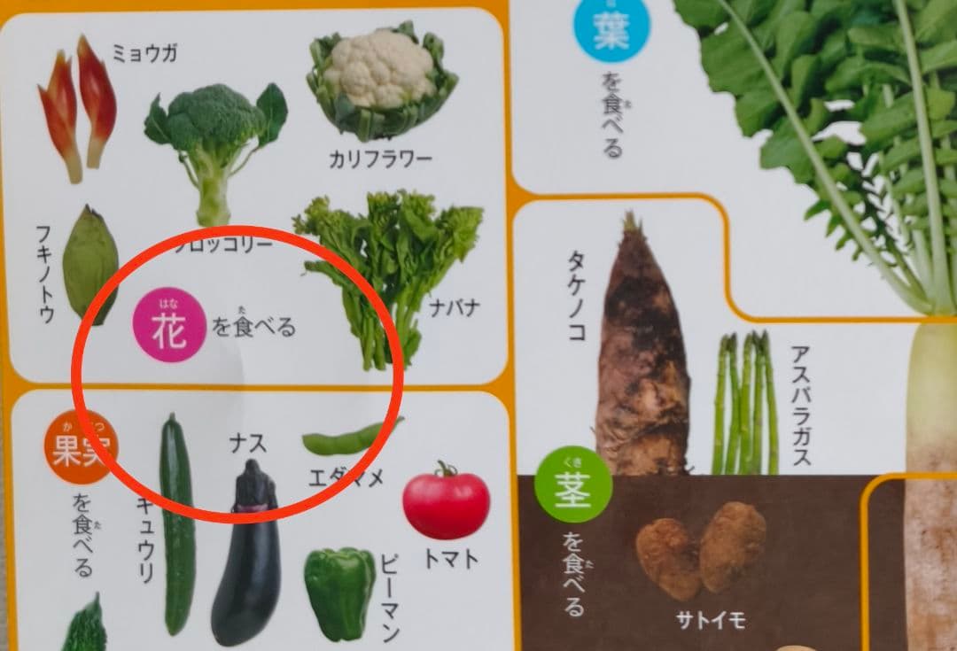 美品 9冊セット 小学館の図鑑NEO8冊＆NEO+ぷらす1冊