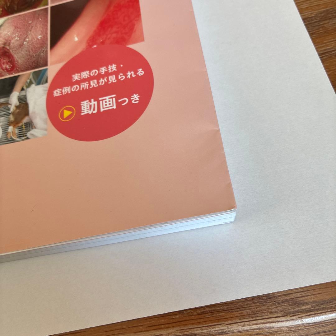 犬と猫の内視鏡