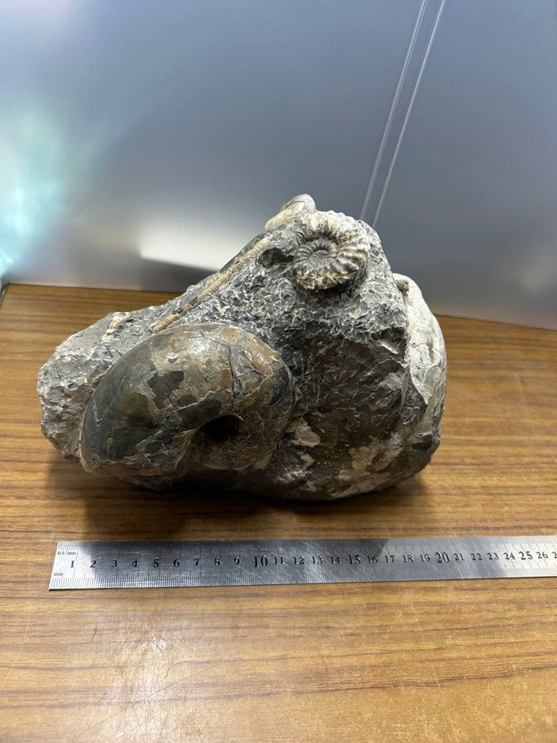 北海道産アンモナイト母岩付き標本　複数種　約4.3kg
