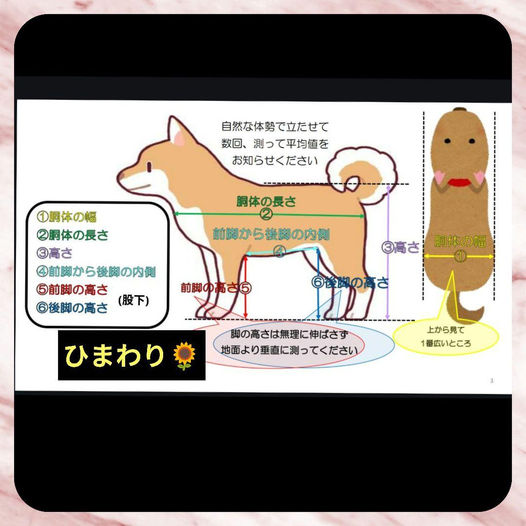 ぴょんぴょんトイプー4輪　リハビリ　食事補助　犬用車椅子　介護　犬の歩行器