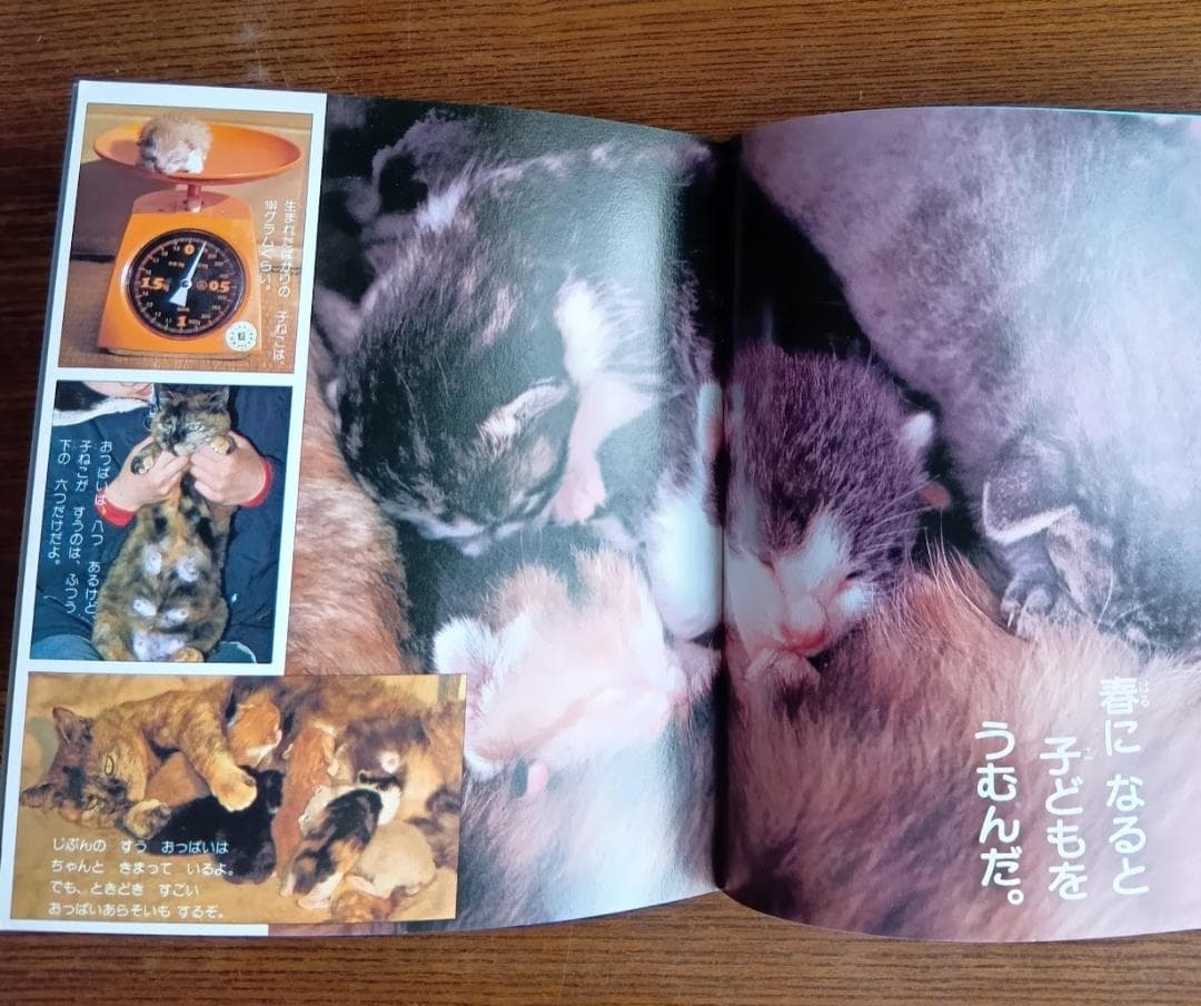 ねこ 小学館こども文庫　科学シリーズ　⑨ (1982年)