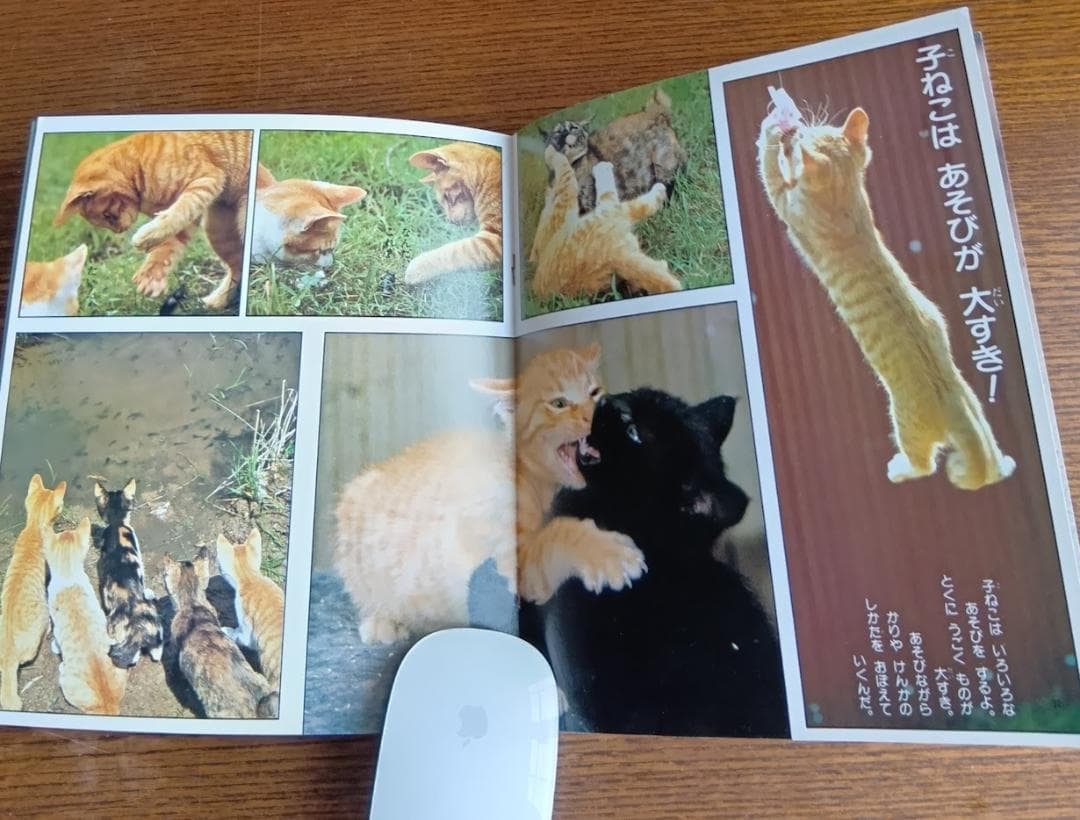ねこ 小学館こども文庫　科学シリーズ　⑨ (1982年)