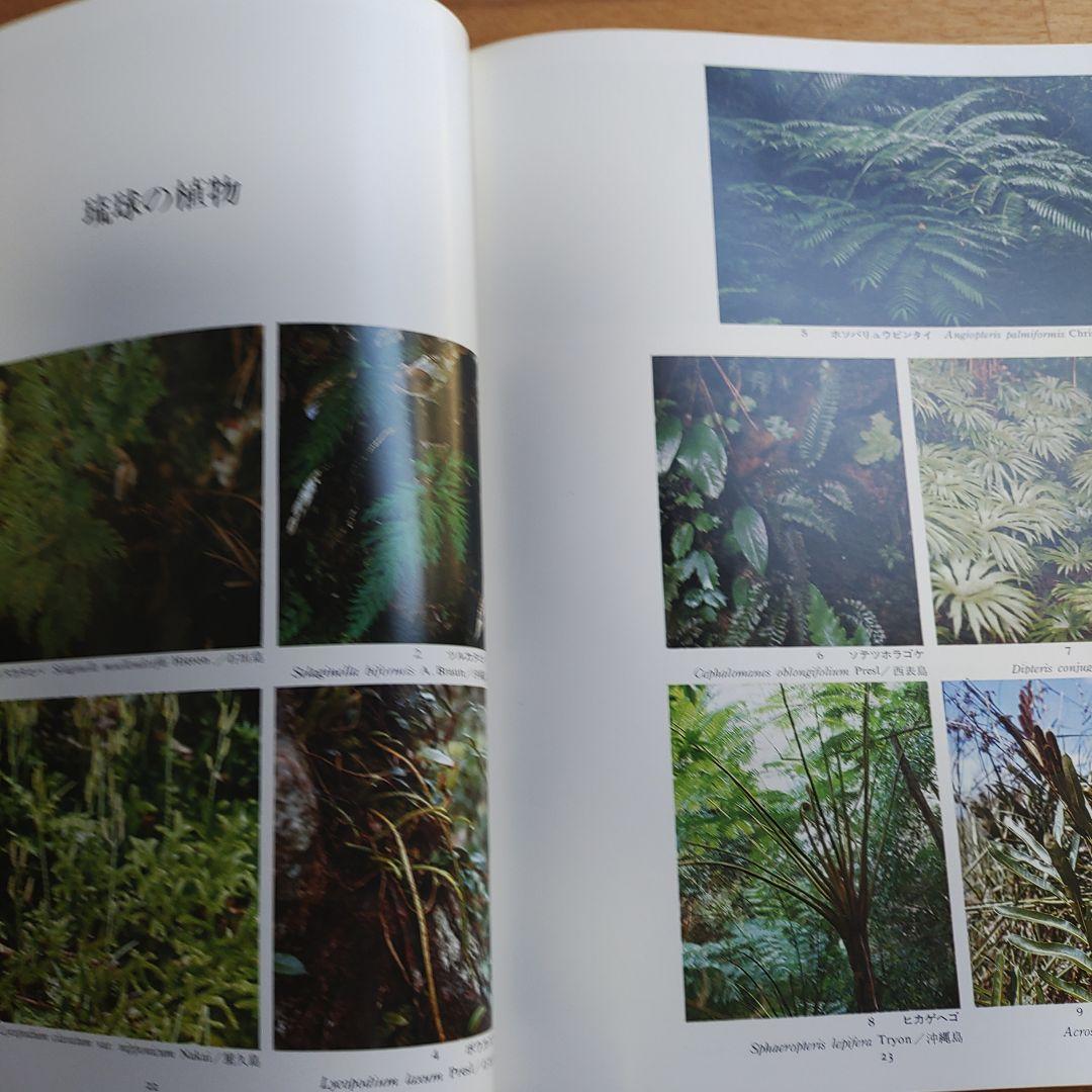 琉球の植物