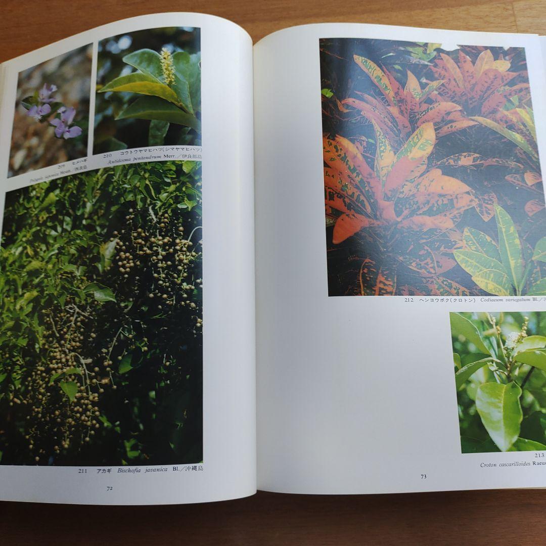 琉球の植物