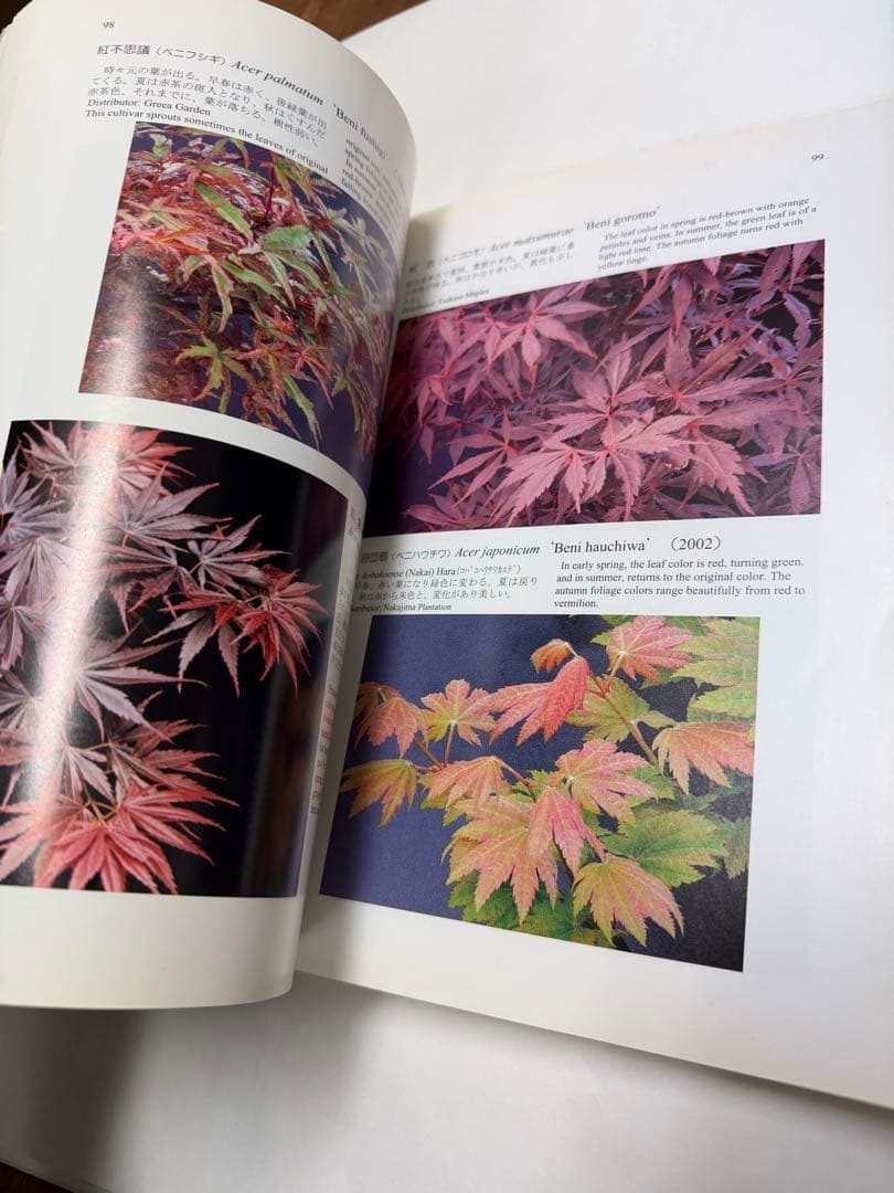 Book for Maples カエデの本　初版　矢野正善