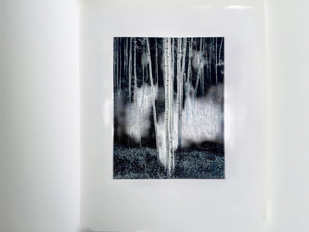 アンセル・アダムス　Ansel Adams　Trees