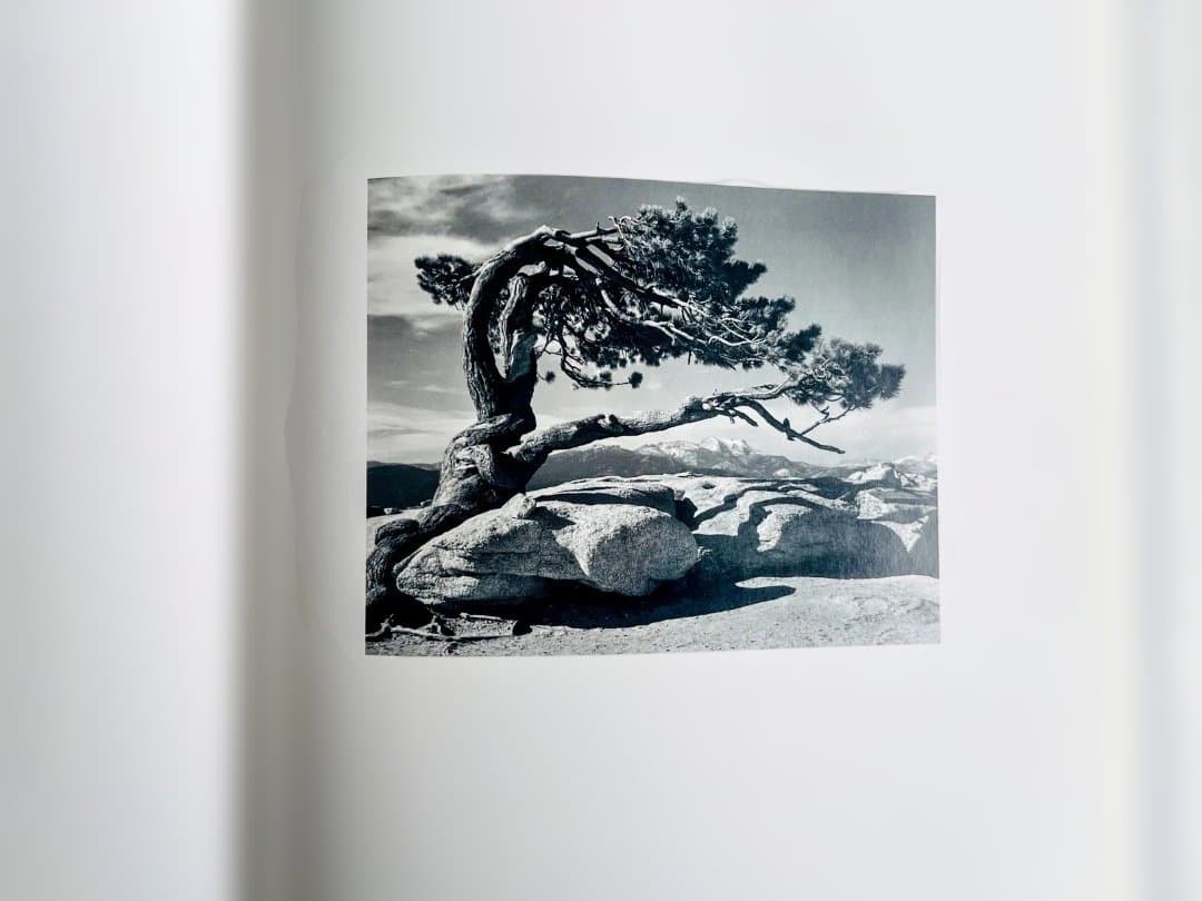 アンセル・アダムス　Ansel Adams　Trees