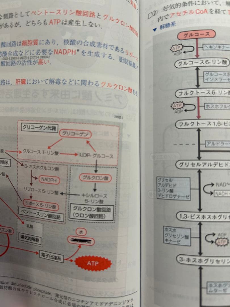 管理栄養士　クエスチョンバンク(QB)・レビューブック　2026年【QB未使用】