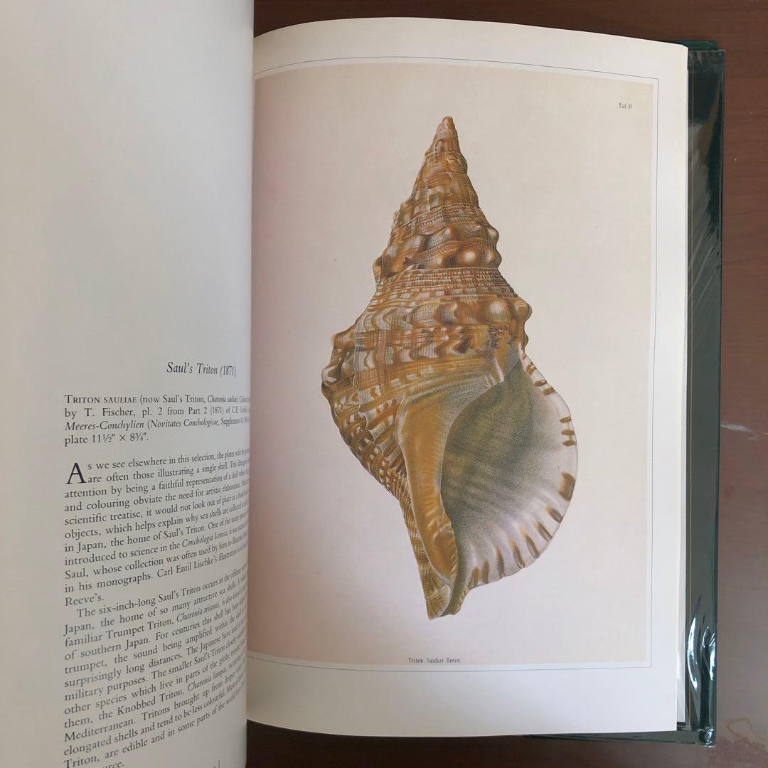 洋書 Shells - Classic Natural History Prints