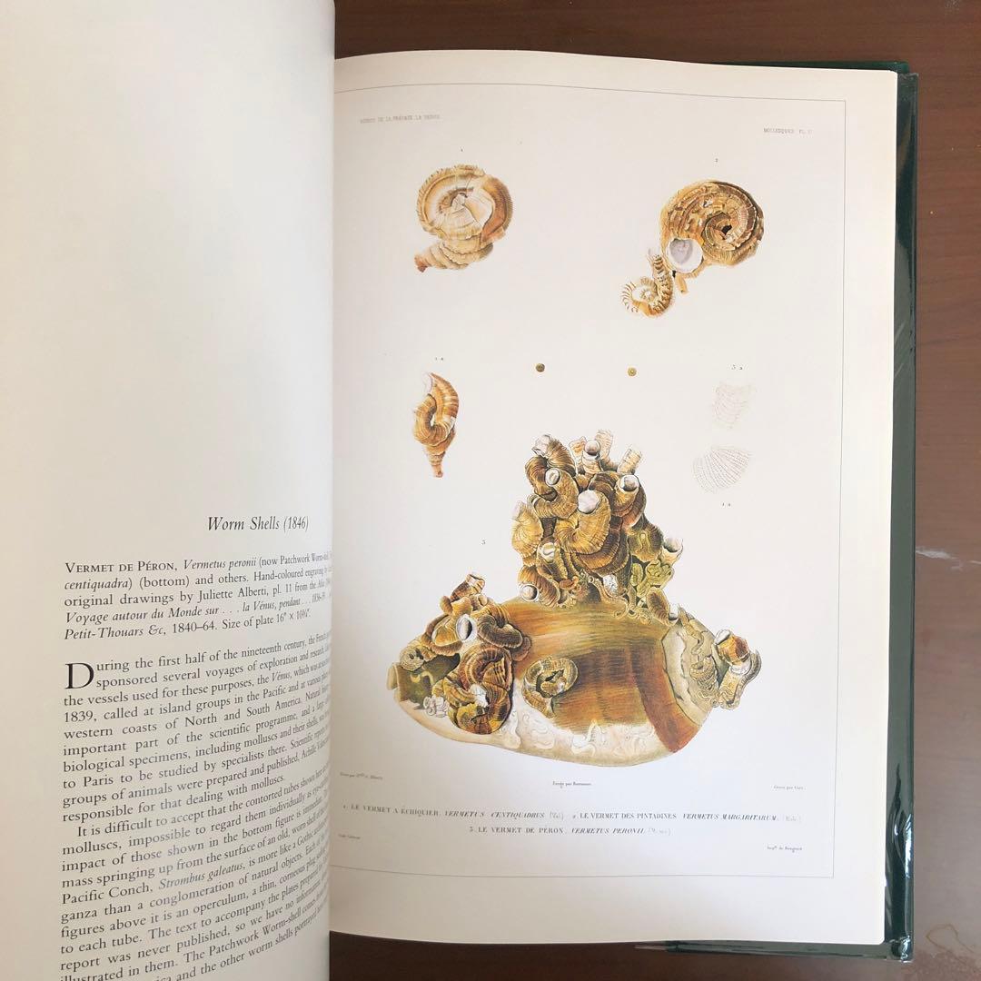 洋書 Shells - Classic Natural History Prints