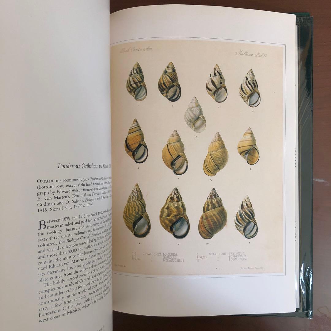 洋書 Shells - Classic Natural History Prints