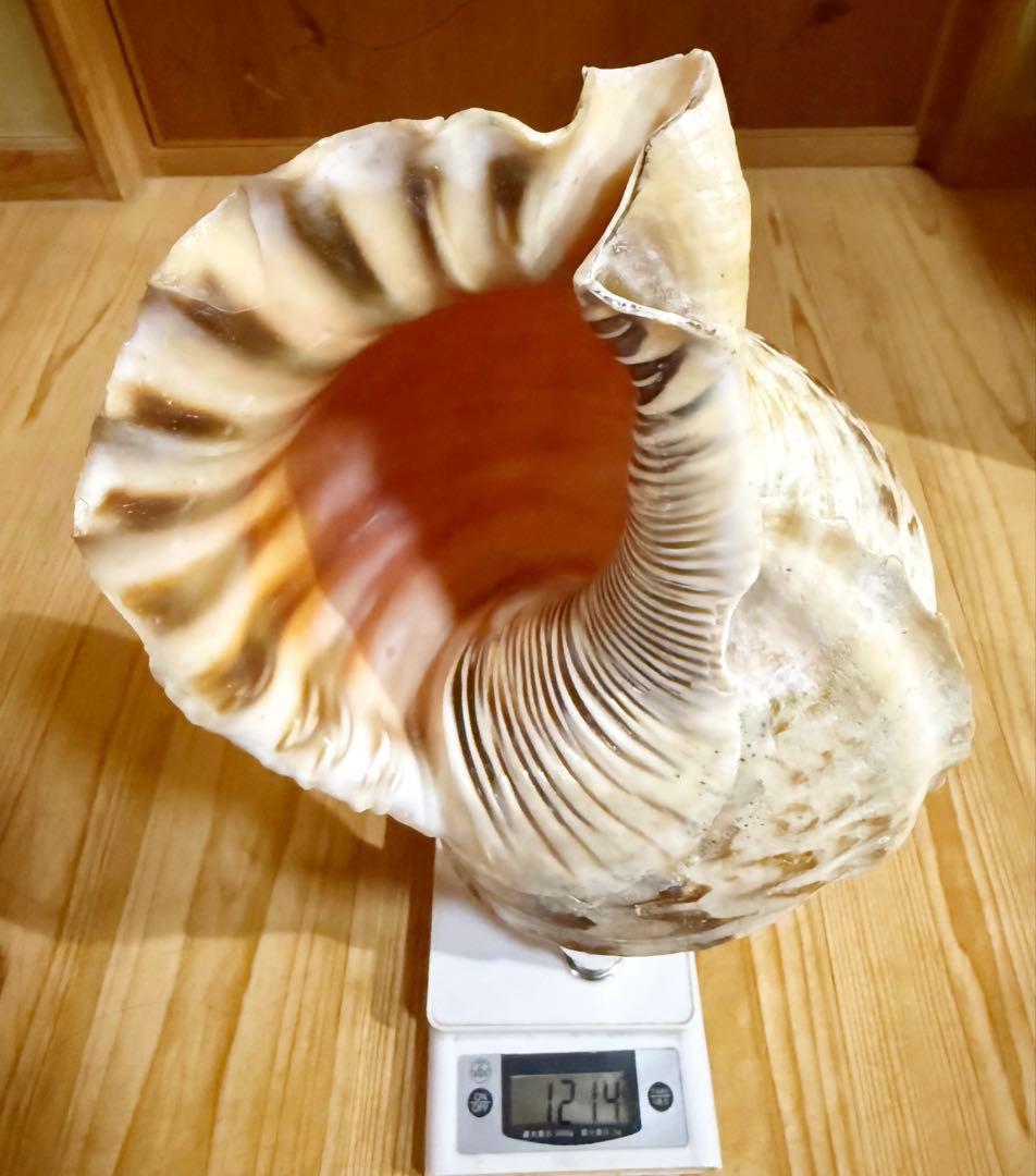 大型38㎝修験道法螺貝　山伏　密教　魔除け　熊よけ❣️ほら貝　ホラガイ