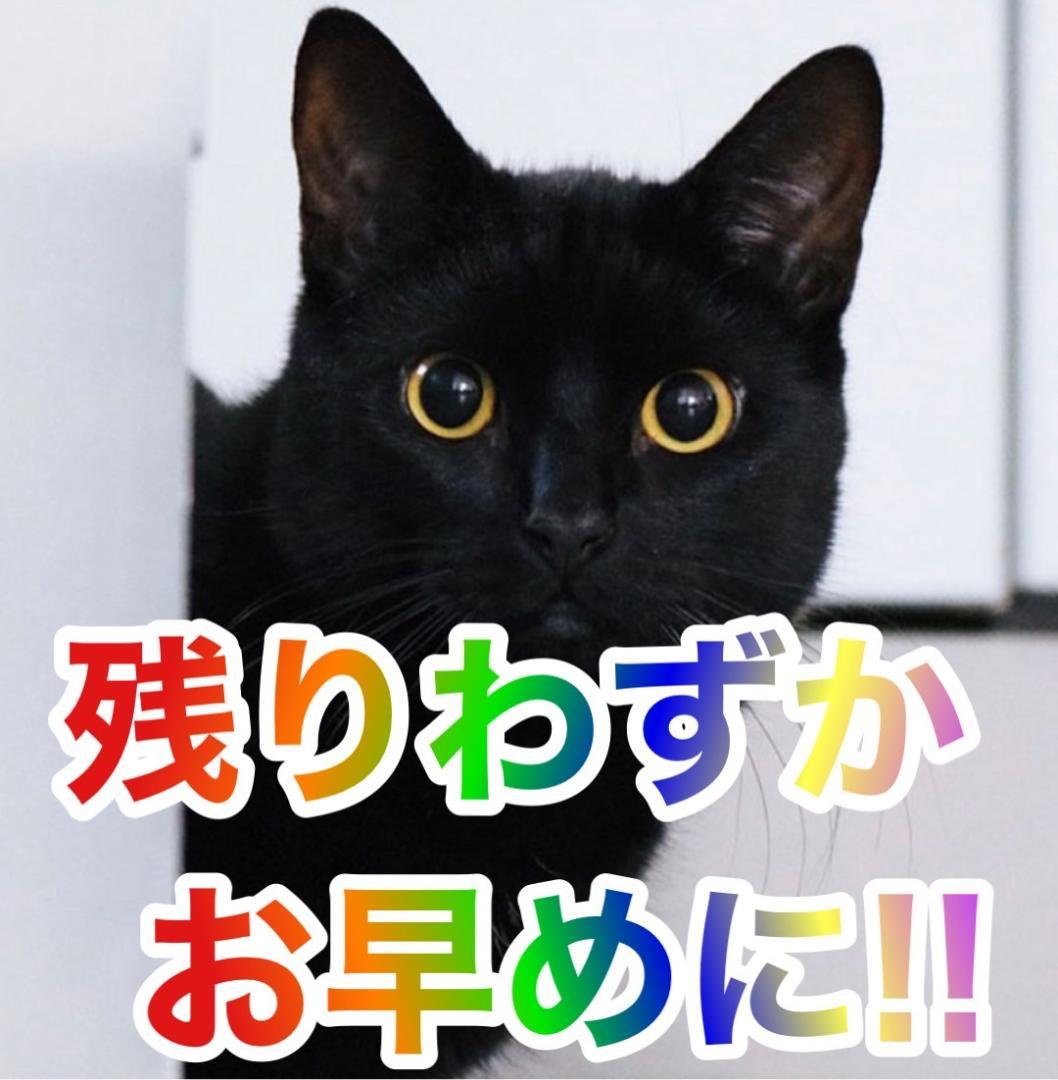 実機　L Re:ゼロから始める異世界生活 season2　簡易ユニットボリューム