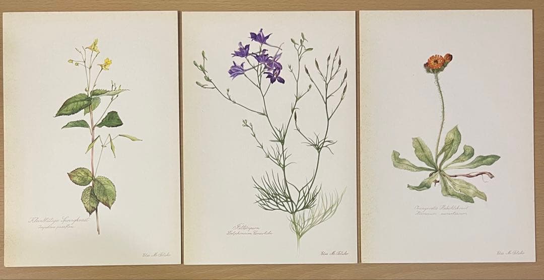 No.436ドイツ ヴィンテージ 紙もの ボタニカルアート 植物図鑑 水彩画