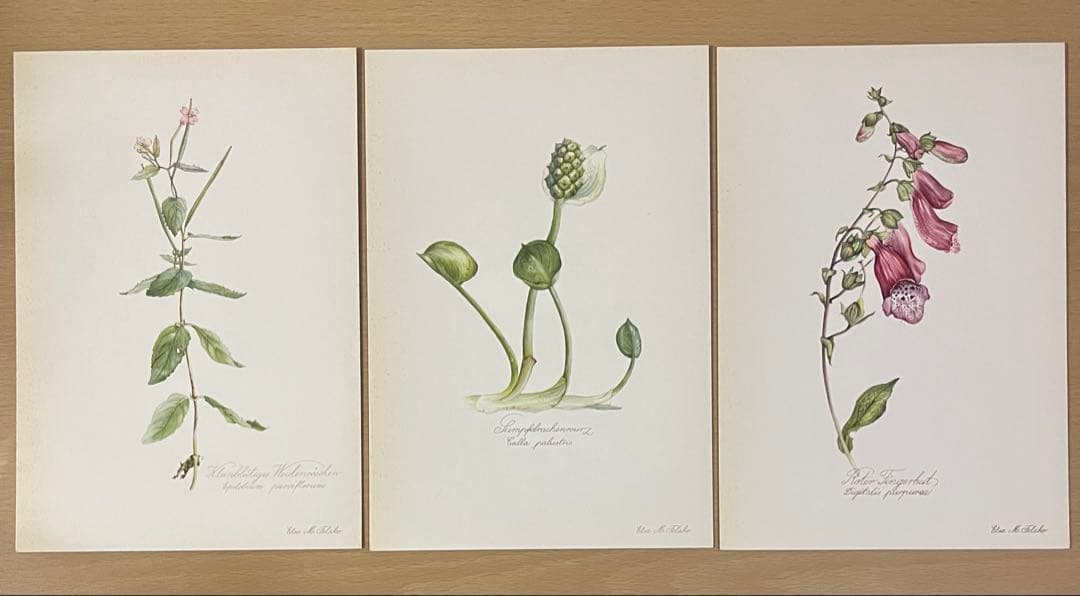 No.436ドイツ ヴィンテージ 紙もの ボタニカルアート 植物図鑑 水彩画