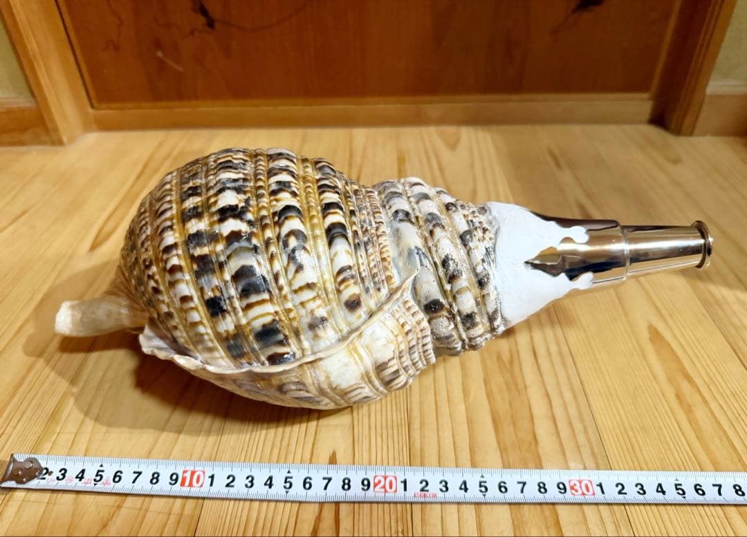 修験道法螺貝　肉厚37.5㎝　山伏　密教　魔除け　熊よけ❣️ホラガイ　ほら貝