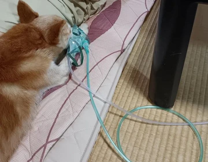 中型犬・猫対応 プレミアム 酸素発生器 ペット mini2.5