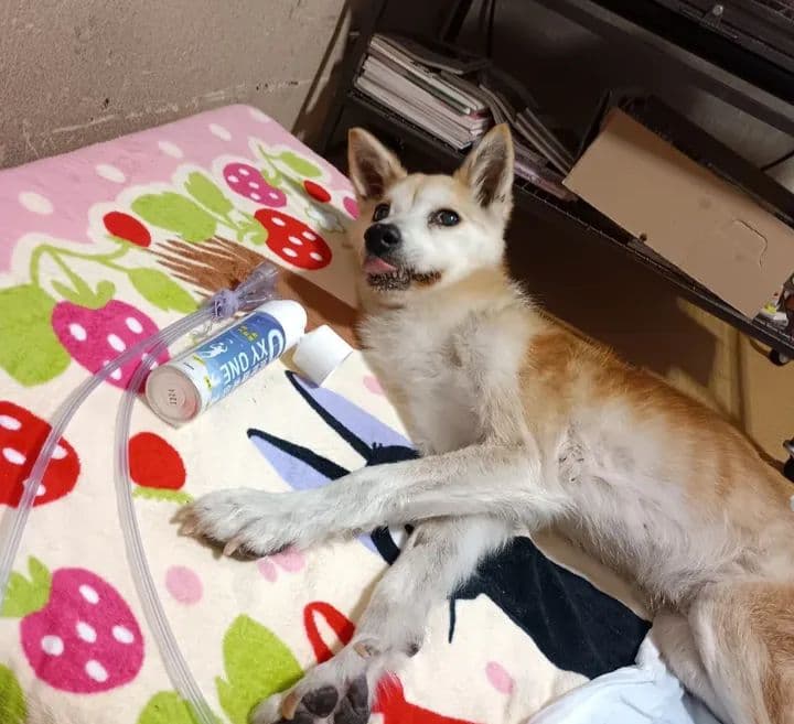中型犬・猫対応 プレミアム 酸素発生器 ペット mini2.5