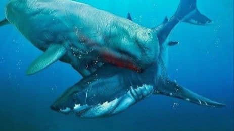 r*l様 博物館級　最恐　古代クジラ　リヴィアタンメルビレイ　歯　化石　鉱物標本