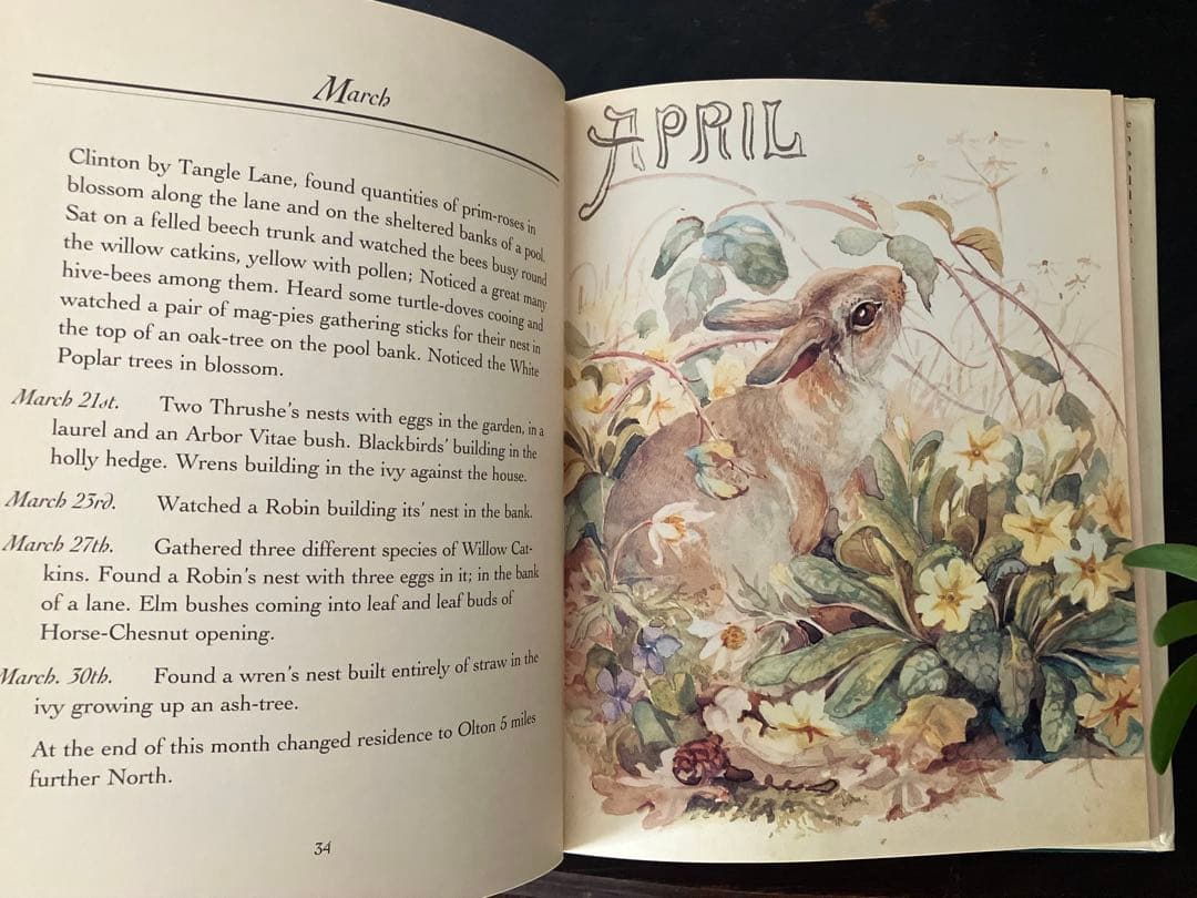 イギリスアンティーク古書The Nature Notesヤドリギ クリスマス装飾