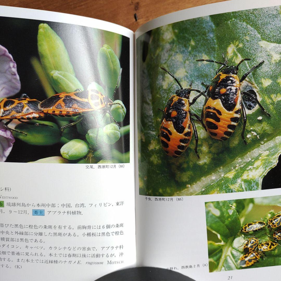 沖縄昆虫野外観察図鑑 全4巻