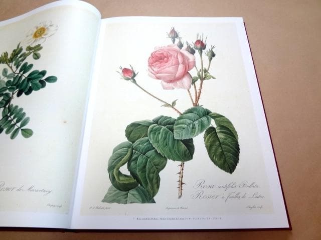 ★ 「Les Roses バラ図譜」 豪華愛蔵版 ピエール=ジョゼフ・ルドゥーテ
