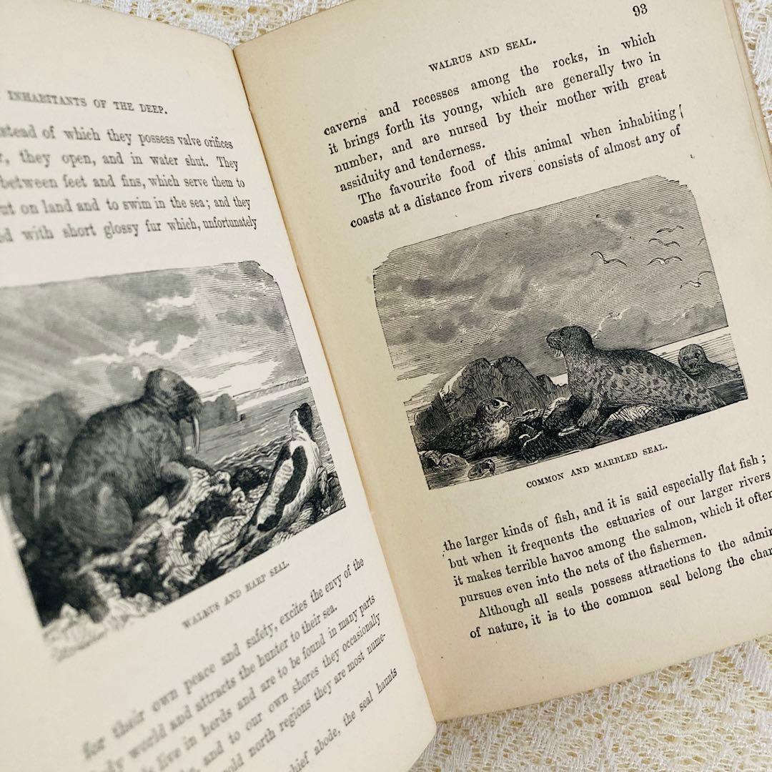 洋書　古書　美しいアンティークブック　1880年発行　海の驚異　海の生き物　自然