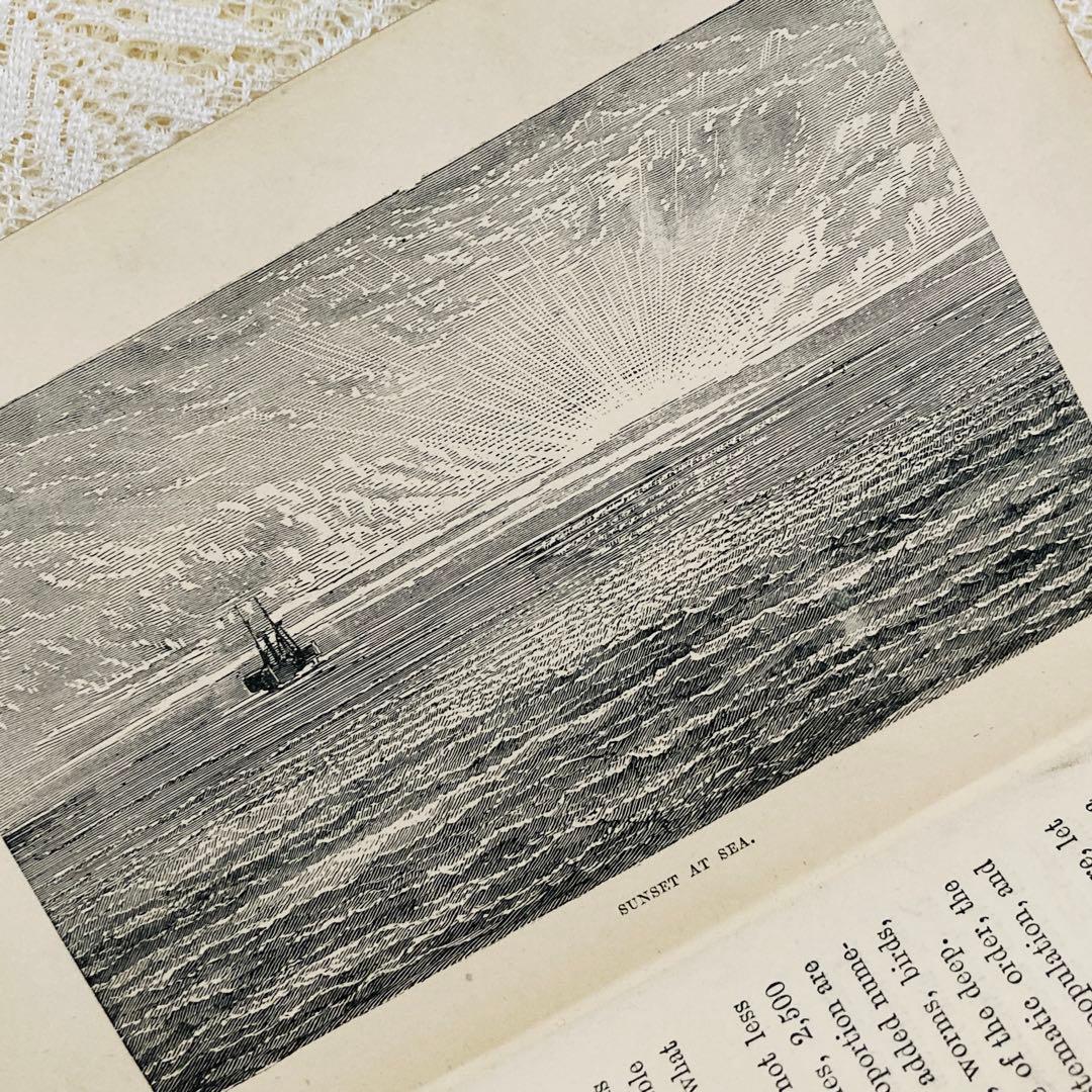 洋書　古書　美しいアンティークブック　1880年発行　海の驚異　海の生き物　自然