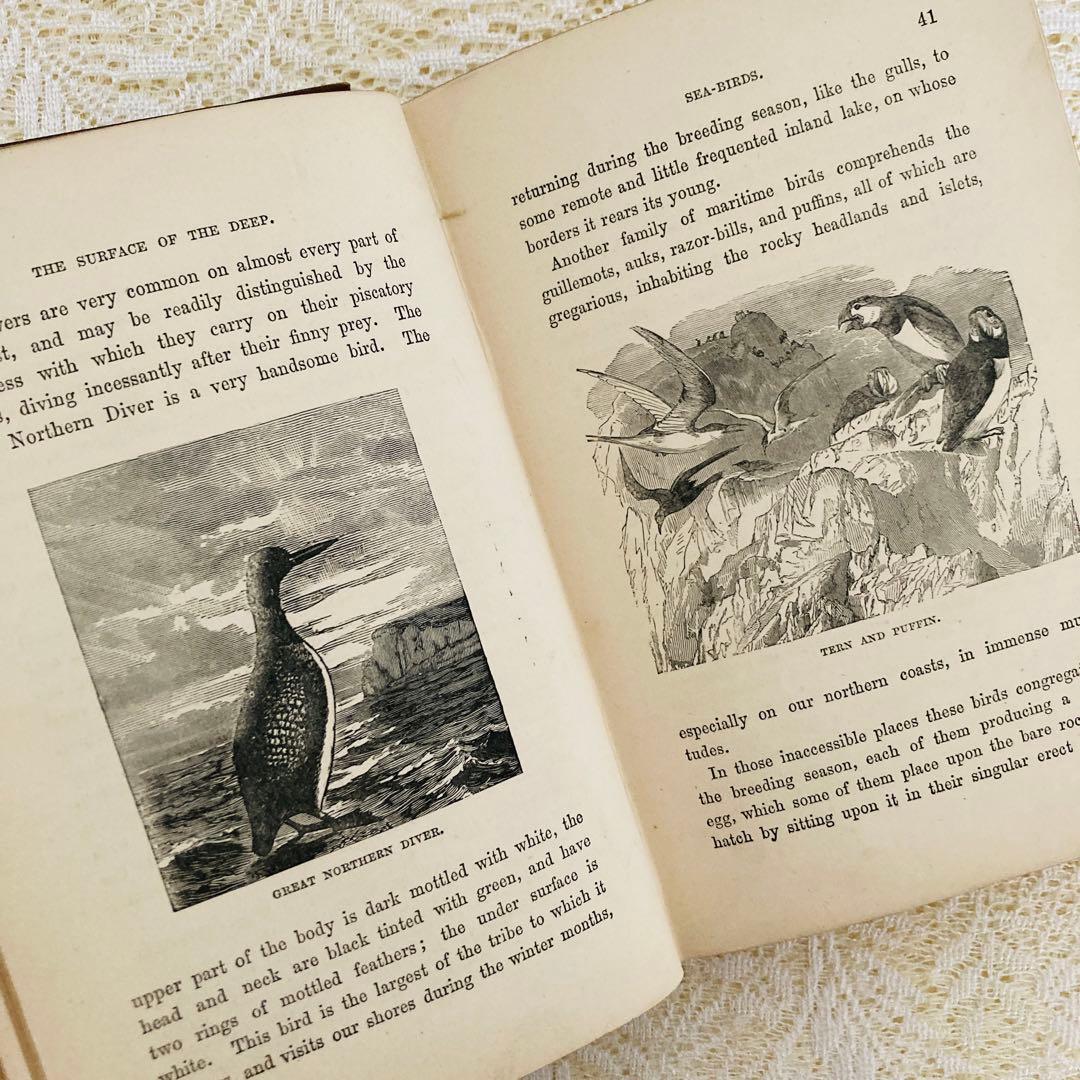 洋書　古書　美しいアンティークブック　1880年発行　海の驚異　海の生き物　自然