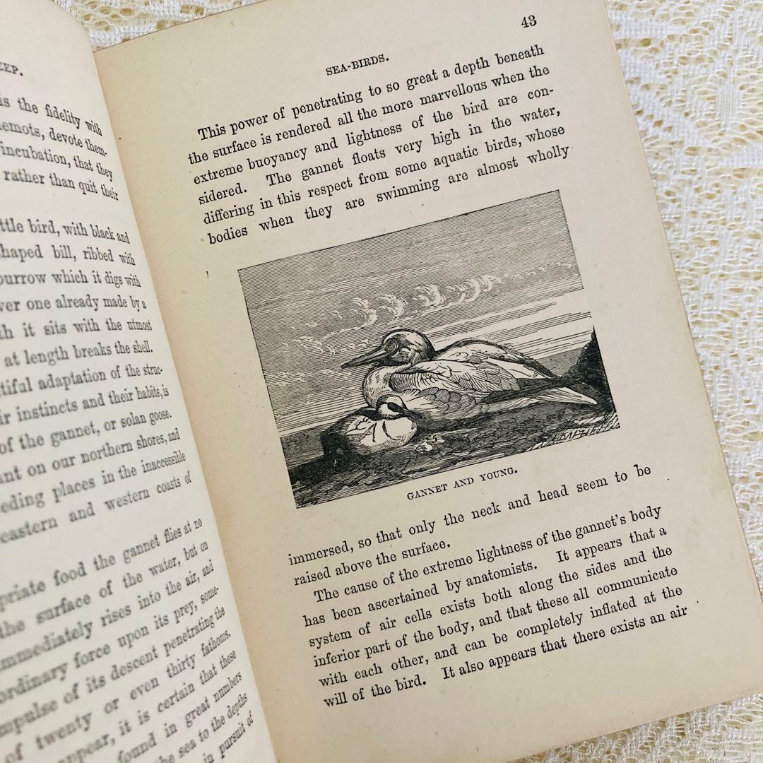 洋書　古書　美しいアンティークブック　1880年発行　海の驚異　海の生き物　自然