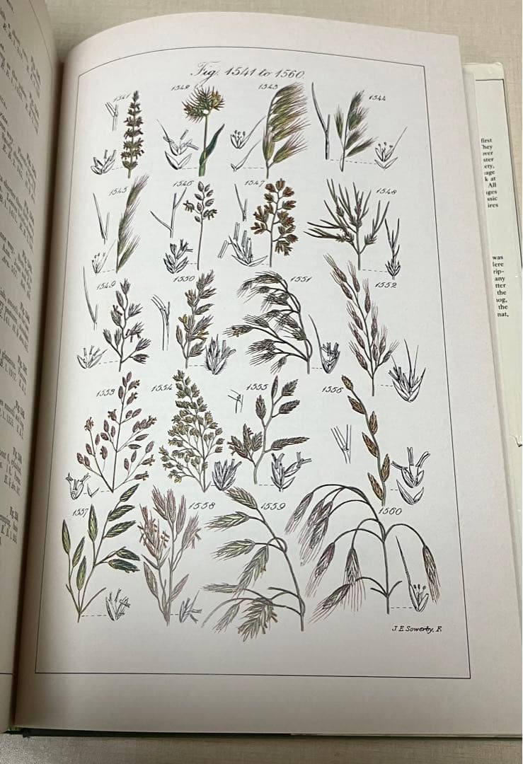 洋書　WORLD FLOWERS 植物画
