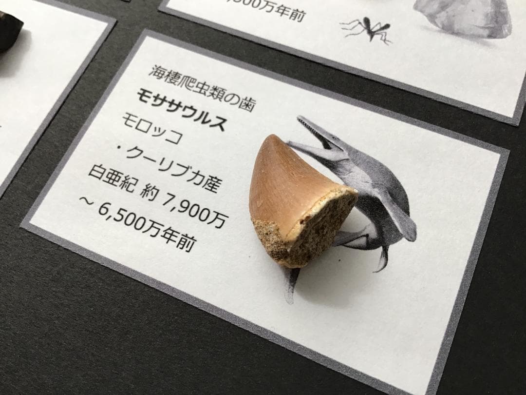 化石 4種 [ZE38] トリケラトプス ティラノサウルス 琥珀 モササウルス