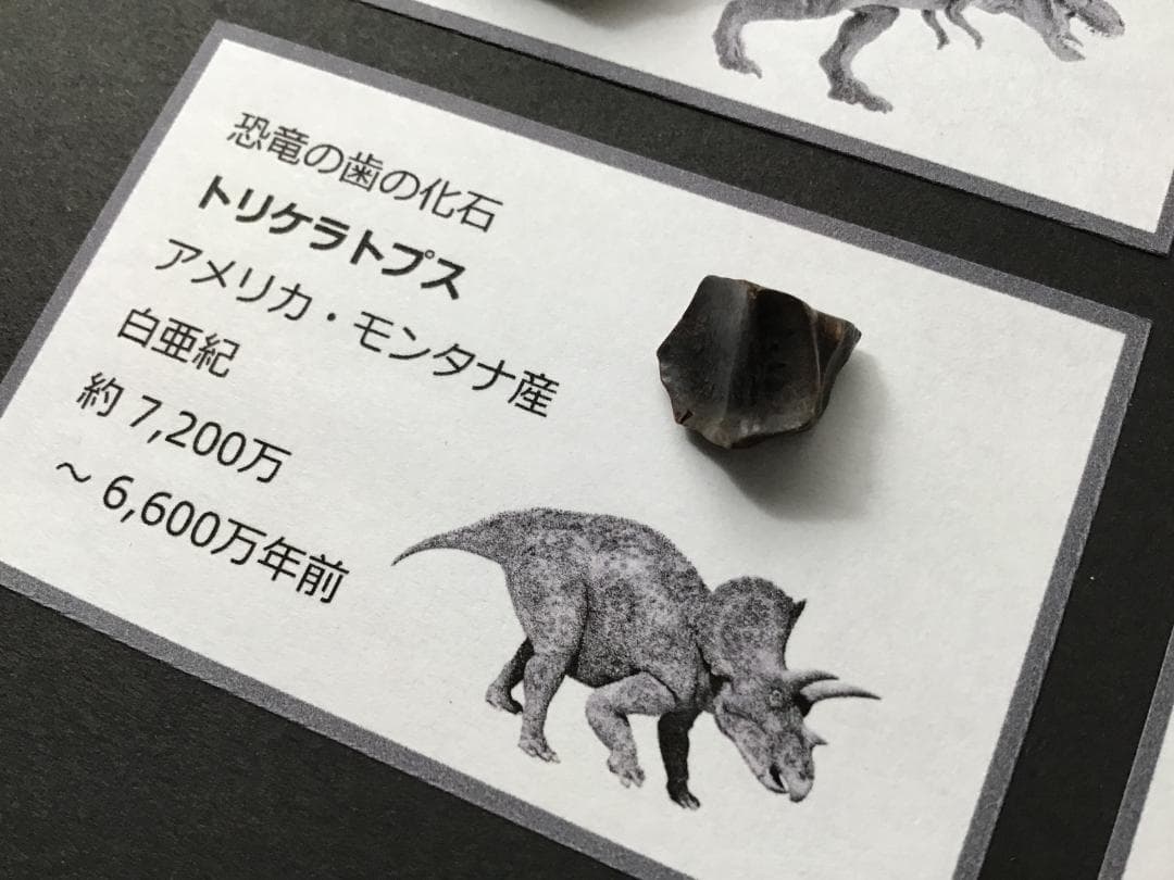 化石 4種 [ZE38] トリケラトプス ティラノサウルス 琥珀 モササウルス