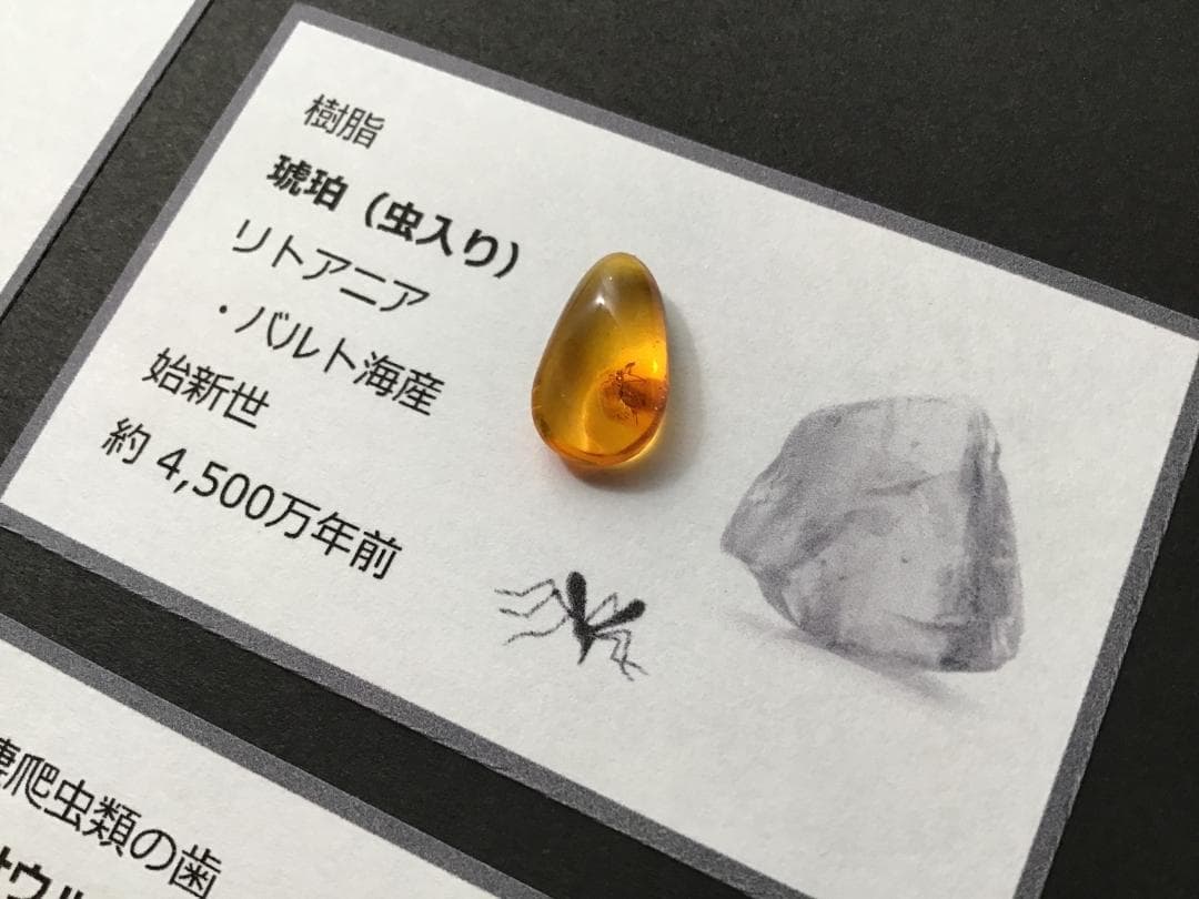 化石 4種 [ZE38] トリケラトプス ティラノサウルス 琥珀 モササウルス