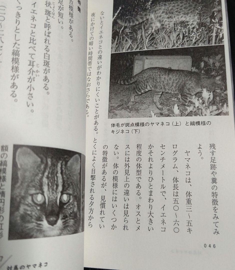ツシマヤマネコ 対馬の森で、野生との共存をめざして